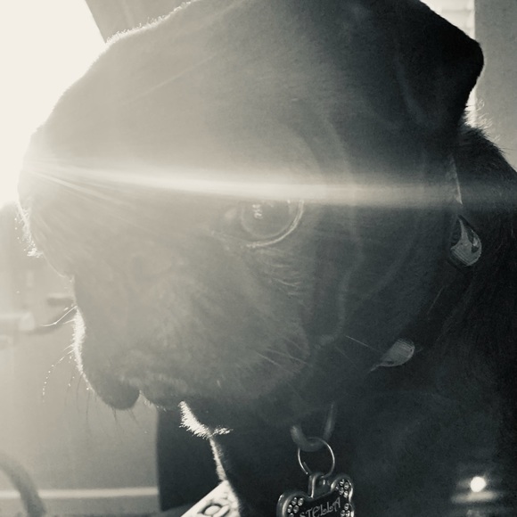 Meet your Posher, Tara - Picture 1 of 1